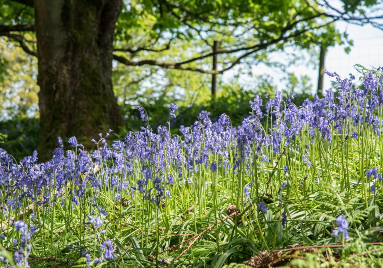 Wydon Farm Bed And Breakfast Haltwhistle Exteriér fotografie