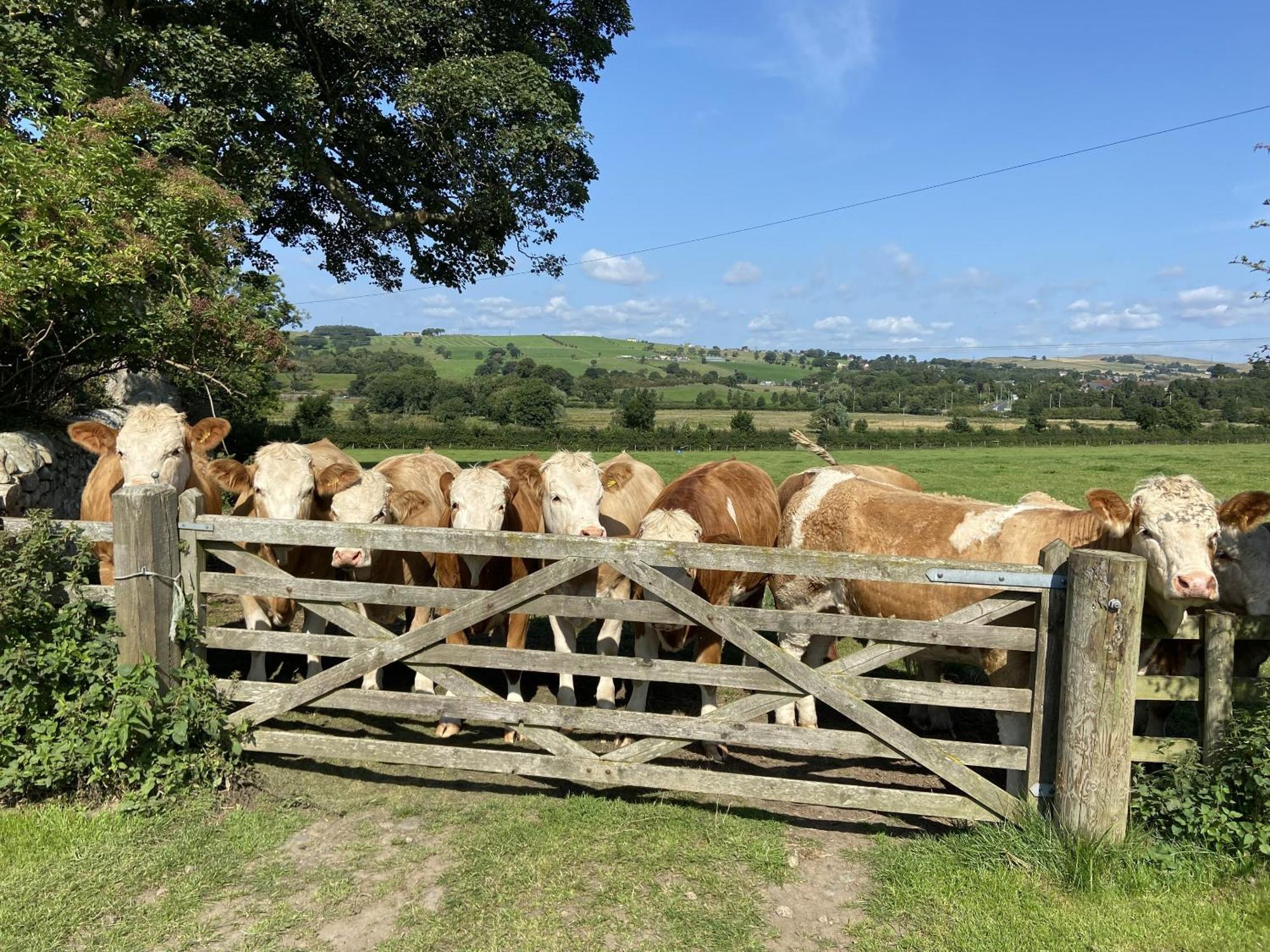 Wydon Farm Bed And Breakfast Haltwhistle Exteriér fotografie